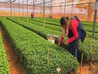 Propriedade de SP exporta milhões de mudas de flores