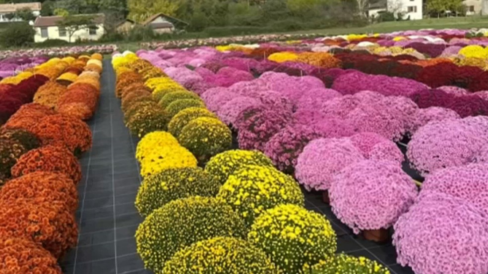 Produção de mudas ornamentais gera empregos e conquista mercados internacionais — Foto: Reprodução/TV TEM