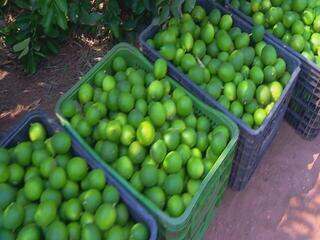 Queda de produtividade preocupa produtores de limão