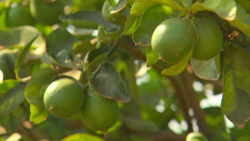 Frutas não atingem tamanho ideal e parte da colheita acaba indo para a indústria de moagem — Foto: Reprodução/TV TEM