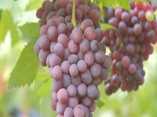 Safra de uva está no final na região de Jales