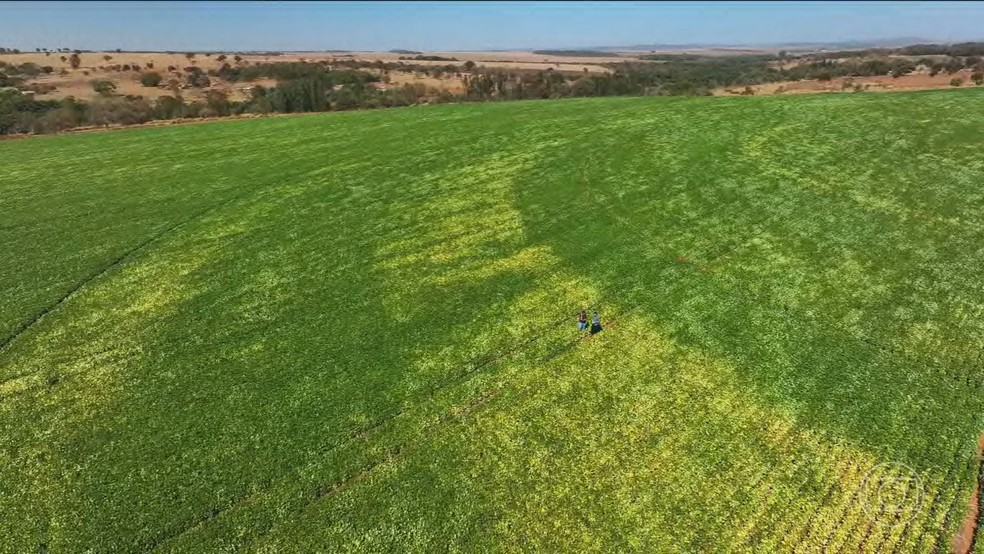 Série especial do JN mostra como o agronegócio brasileiro está enfrentando as mudanças climáticas — Foto: Jornal Nacional/ Reprodução