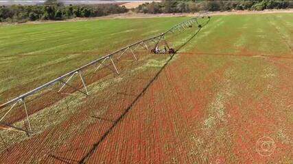 Produtores de arroz e feijão contam com tecnologias para enfrentar as mudanças climáticas