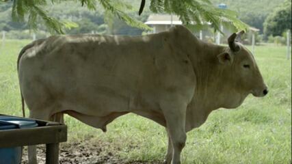 Touros atletas: animais bons de pulo que se apresentam nos rodeios pelo país