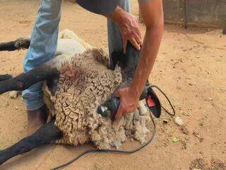 Tosquia de ovinos garante bem-estar em época de calor