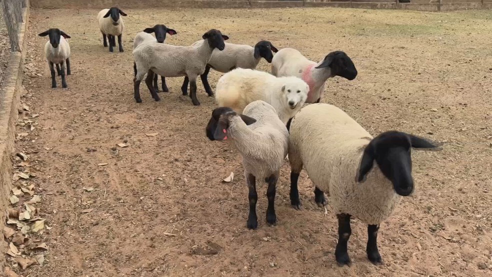 Tosquia de ovinos garante bem-estar em época de calor — Foto: Reprodução/TV TEM