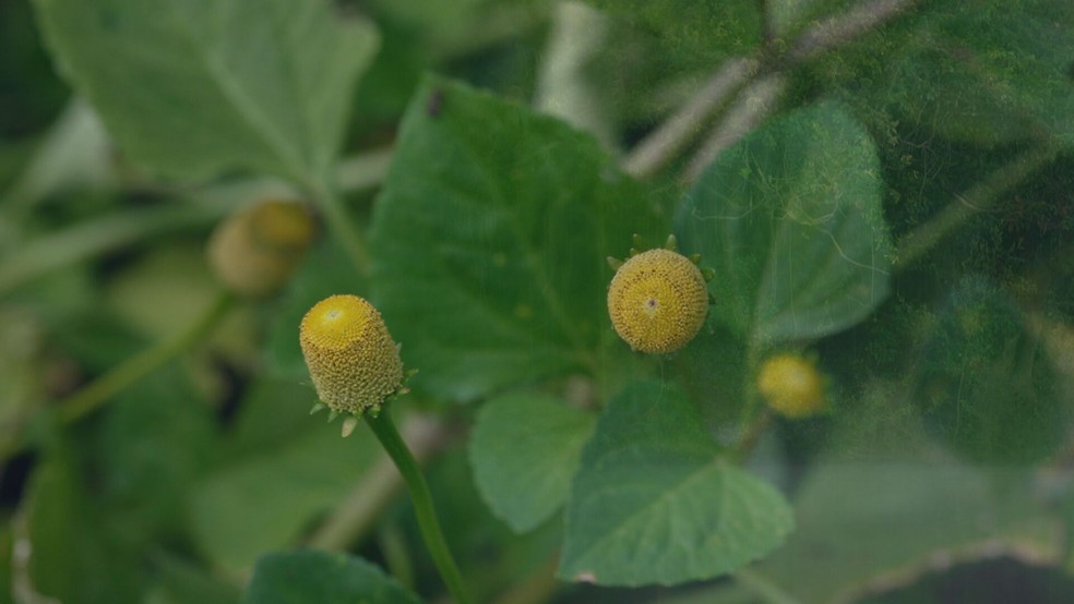 'Tremidão': Planta afrodisíaca da Amazônia chama atenção pelo efeito peculiar que provoca — Foto: Reprodução/TV Globo