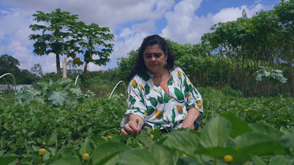 Química transforma planta afrodisíaca da Amazônia em negócio — Foto: Reprodução/TV Globo