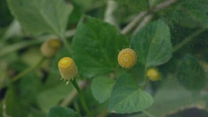‘Tremidão’: planta afrodisíaca da Amazônia causa efeito peculiar e vira negócio lucrativo