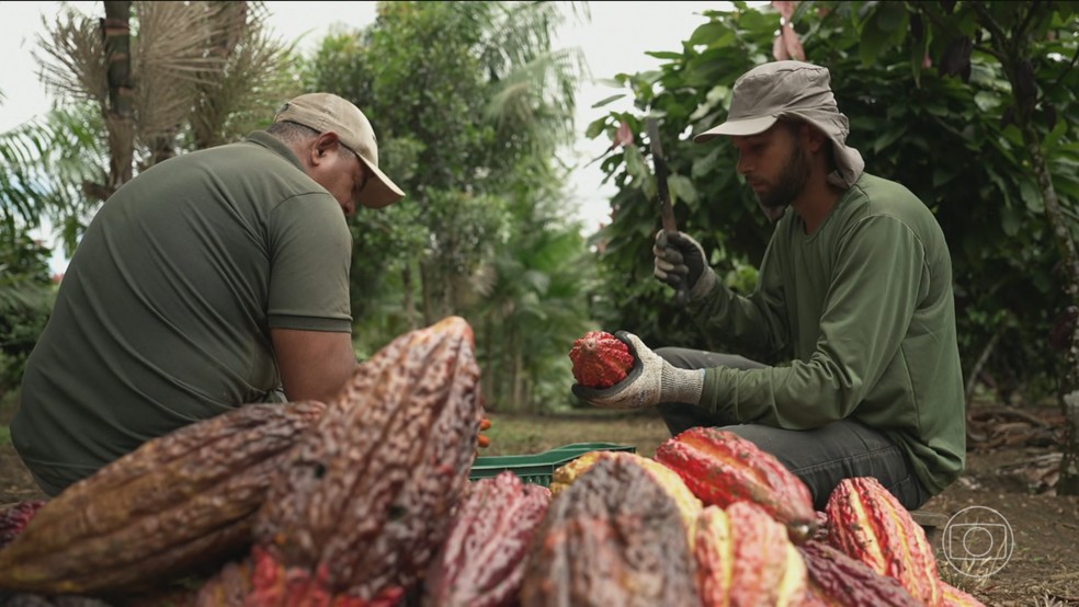 Veja como as agroflorestas se tornaram um modelo eficiente na produção de cacau — Foto: Jornal Nacional/ Reprodução