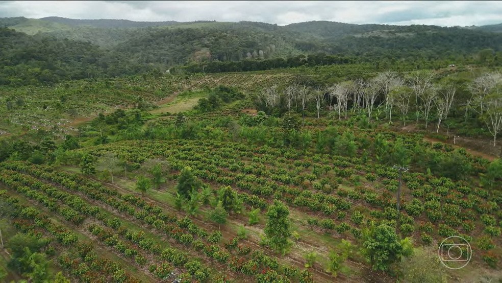 Veja como as agroflorestas se tornaram um modelo eficiente na produção de cacau — Foto: Jornal Nacional/ Reprodução