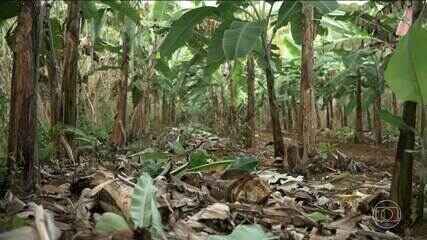 Agroflorestas se mostram eficientes na produção de cacau e outras frutas