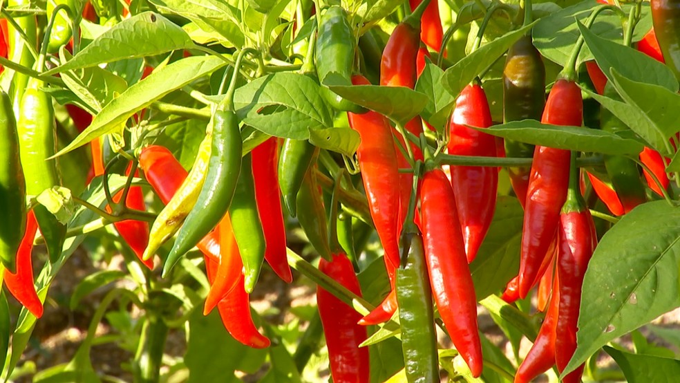 Imagem de uma plantação de pimentas em Piedade (SP). — Foto: Reprodução/ TV TEM
