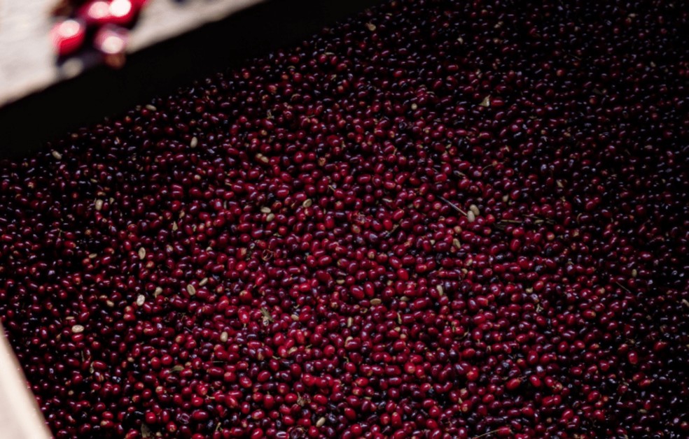 Geisha lavado: o café mais caro do mundo — Foto: Divulgação/ Hacienda La Esmeralda