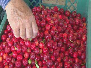 Acerola está em época de colheita
