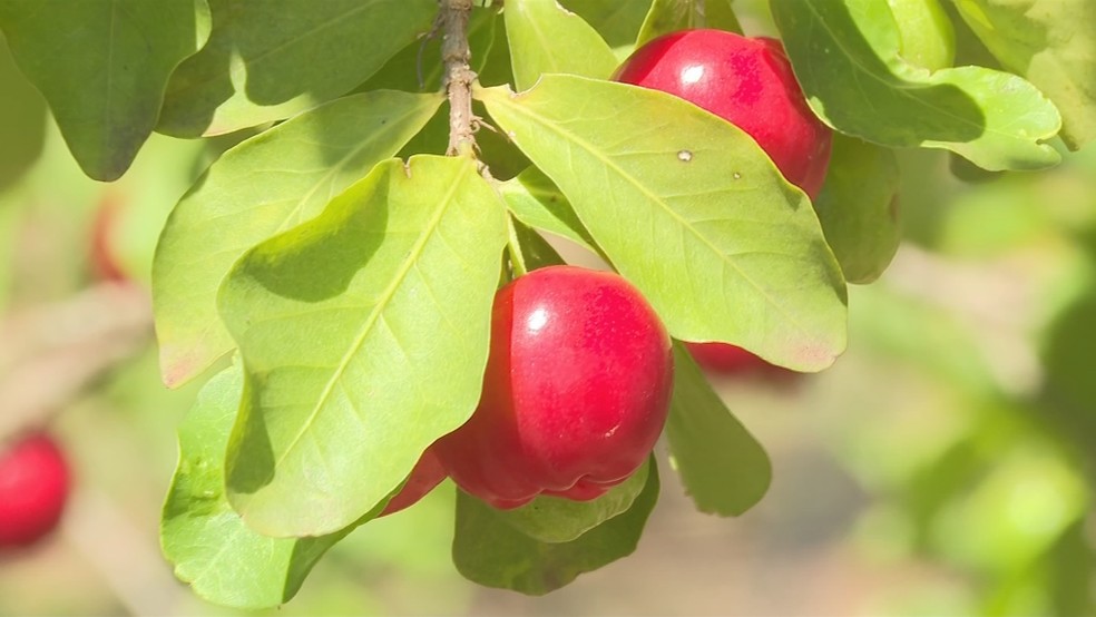 Pomar de acerola em Irapuru (SP) teve florada atrasada pela estiagem e pelas temperaturas mais baixas — Foto: TV TEM/Reprodução