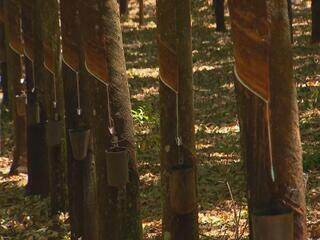 Começa a sangria nos seringais de SP