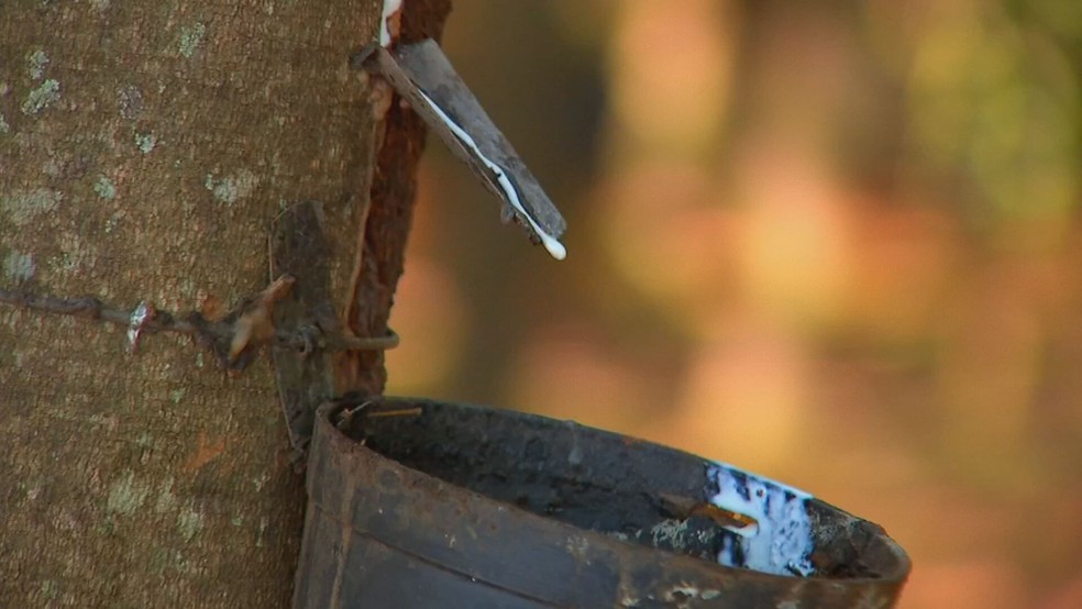 Seringueira em produção marca o início da nova safra de látex no Noroeste Paulista (SP) — Foto: Reprodução/TV TEM