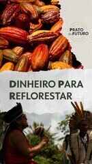 Como indígenas usam financiamento do governo para montar agroflorestas