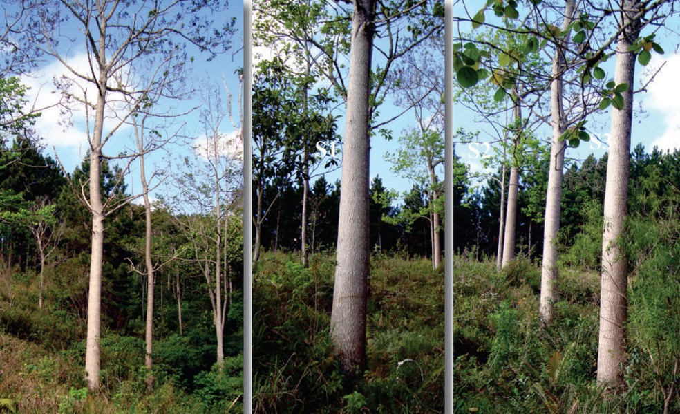 Imagem reproduzida da cartilha da Embrapa sobre o cultivo do kiri japonês. — Foto: Reprodução