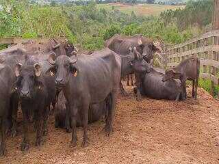 Criadores de búfalos recebem assistência para aumentar produtividade do rebanho