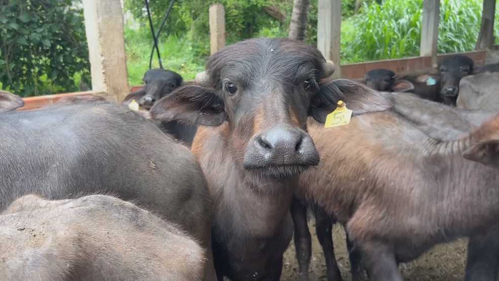 Criador acompanha o manejo das búfalas após melhorias na nutrição e na reprodução — Foto: TV TEM/Reprodução