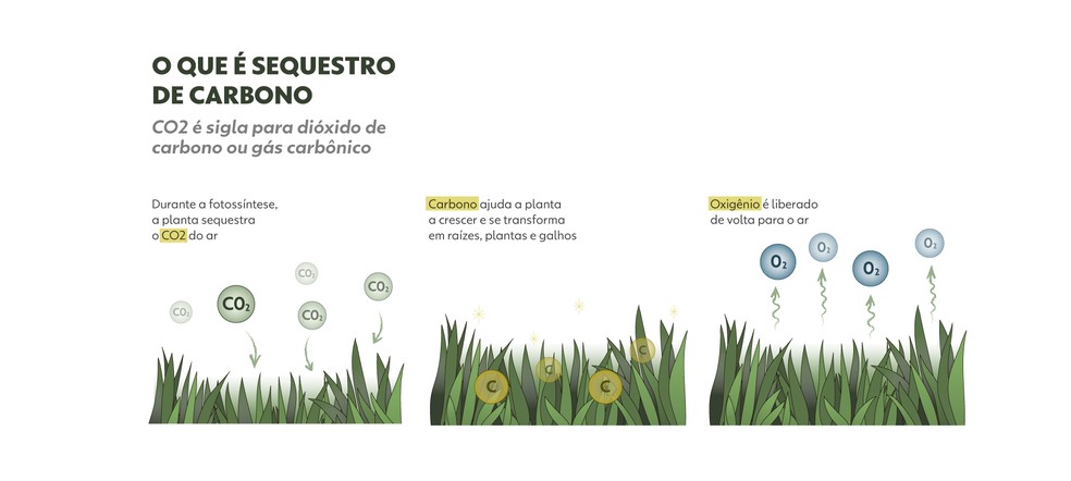 Veja como acontece a captura de carbono. — Foto: Bruna Azevedo e Luisa Rivas | Arte g1