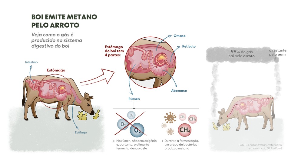 Boi emite metano pelo arroto - desktop V — Foto: Bruna Azevedo e Luisa Rivas | Arte g1