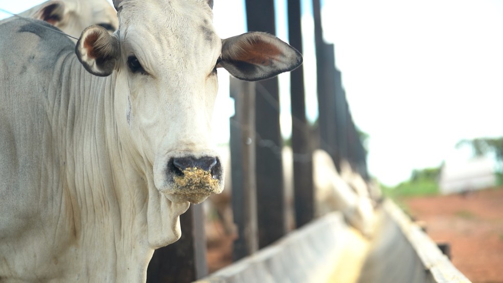 Projeto agro - boi — Foto: Gustavo Wanderley/g1