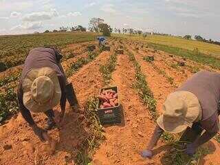 Estiagem derruba produção de batata-doce no Oeste Paulista