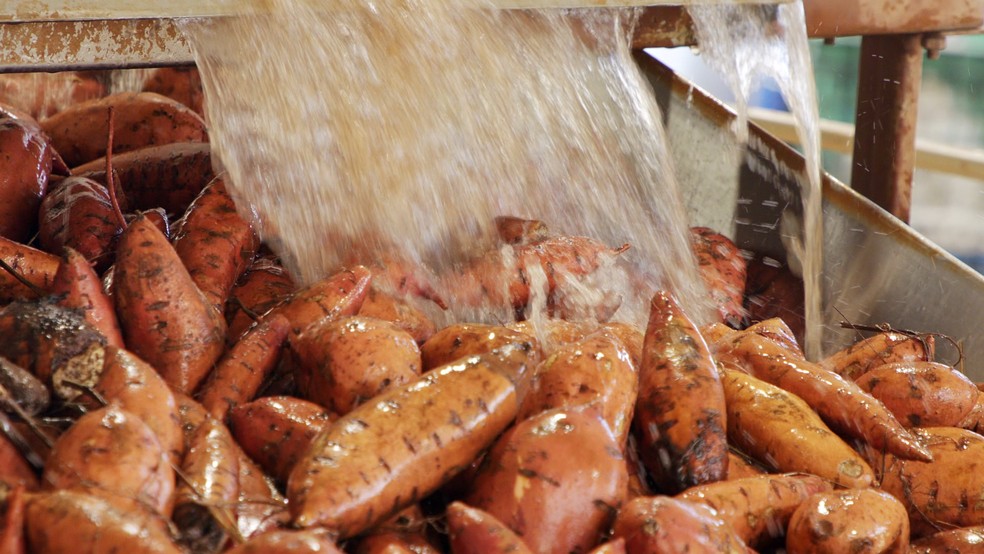 Meses de estiagem reduziram a produção e elevaram o preço da batata-doce no oeste paulista — Foto: Reprodução/TV TEM