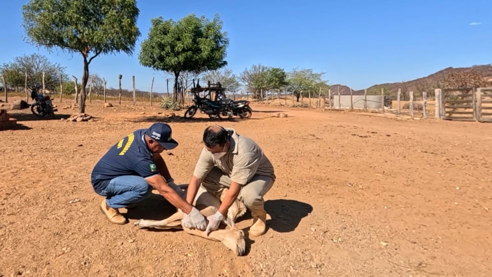 Ministério da Agricultura apreende lotes de vacina após morte repentina de quase 200 animais — Foto: Reprodução/ TV Clube