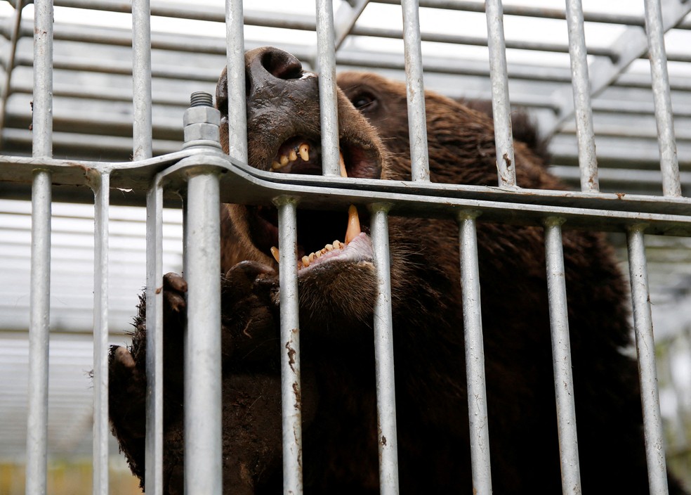 Urso em jaula após ser capturado em Sunagawa, na província de Hokkaido, no Japão. Foto de 16 de outubro de 2024. — Foto: REUTERS/Sakura Murakami/File Photo