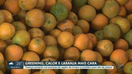 Greening aumenta nas laranjeiras da região de Limeira e contribui para alta de preços