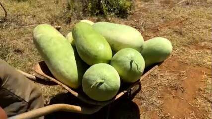 Plantação de melancia chama a atenção em Pernambuco