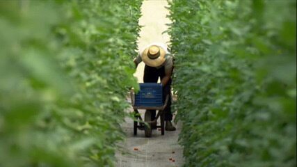 O caminho de frutas, legumes e verduras até Mato Grosso