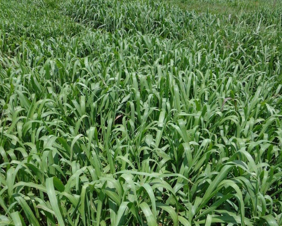 Gramínea forrageira — Foto: Divulgação Embrapa