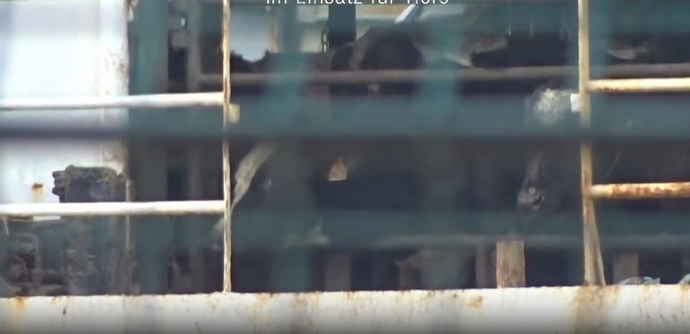 ONG Animal Welfare Foundation divulgou imagens das vacas presas em navio em porto na Turquia — Foto: Divulgação / Animal Welfare Foundation
