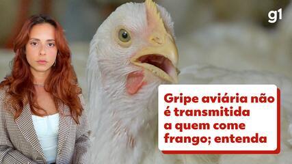 Gripe aviária: entenda se é possível se contaminar comendo carne de frango