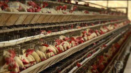 Como os EUA deixaram gripe aviária sair do controle e contaminar até vacas