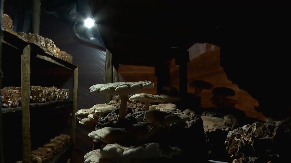 Dentro das estufas de criação de cogumelos, o ambiente é cuidadosamente ajustado: a claridade é baixa, o telhado é molhado. Espírito Santo — Foto: TV Gazeta