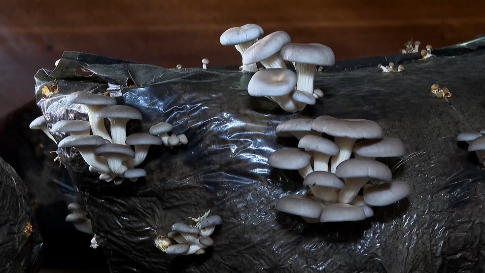 Produção de cogumelos cresce nas montanhas e impulsiona agricultura familiar no Espírito Santo. — Foto: TV Gazeta