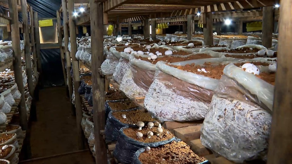 Produção de cogumelos cresce nas montanhas e impulsiona agricultura familiar no Espírito Santo. — Foto: TV Gazeta