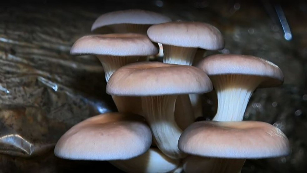 Produção de cogumelos cresce em regiões mais frias de montanhas e impulsiona agricultura familiar no Espírito Santo — Foto: Reprodução/TV Gazeta