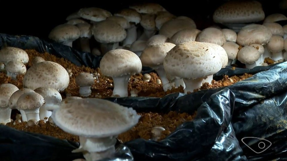 Produção de cogumelos cresce em regiões mais frias de montanhas e impulsiona agricultura familiar no Espírito Santo — Foto: Reprodução/TV Gazeta