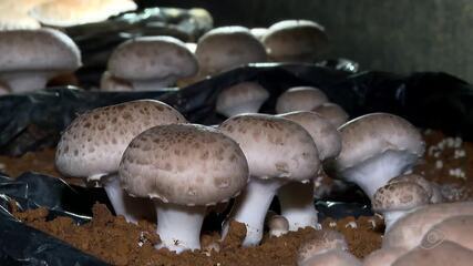 Produção de cogumelos cresce no estado