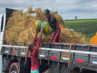 Produtores colhem safra de melancia em SP