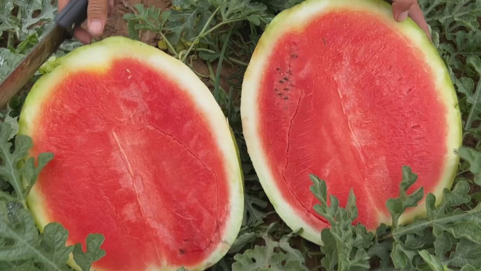 Produtores do Centro-Oeste Paulista estão otimistas com a produção da melancia e com os bons valores na hora da venda — Foto: Reprodução/TV TEM