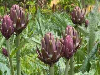 Produtores de alcachofra aproveitam a safra para lucrar com turismo rural