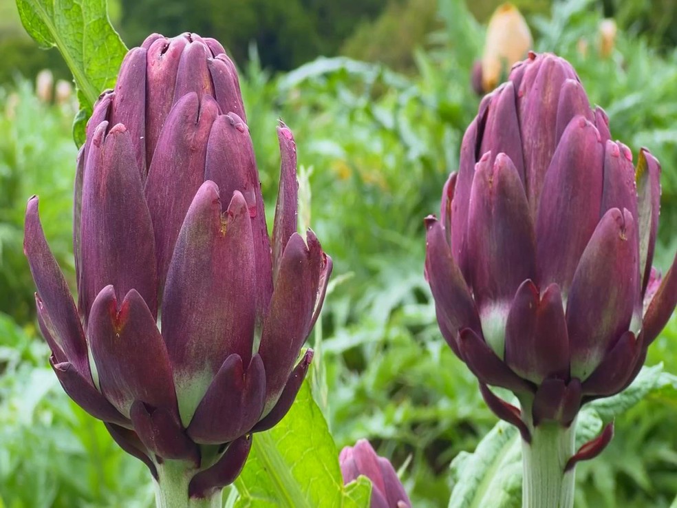 Produtores de alcachofra aproveitam a safra para lucrar com turismo rural — Foto: Reprodução/TV TEM